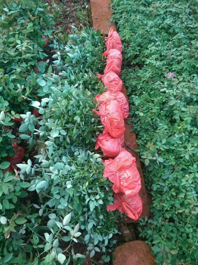 食用玫瑰花苗滇红墨红大马士革金边玫瑰可食用观赏药用