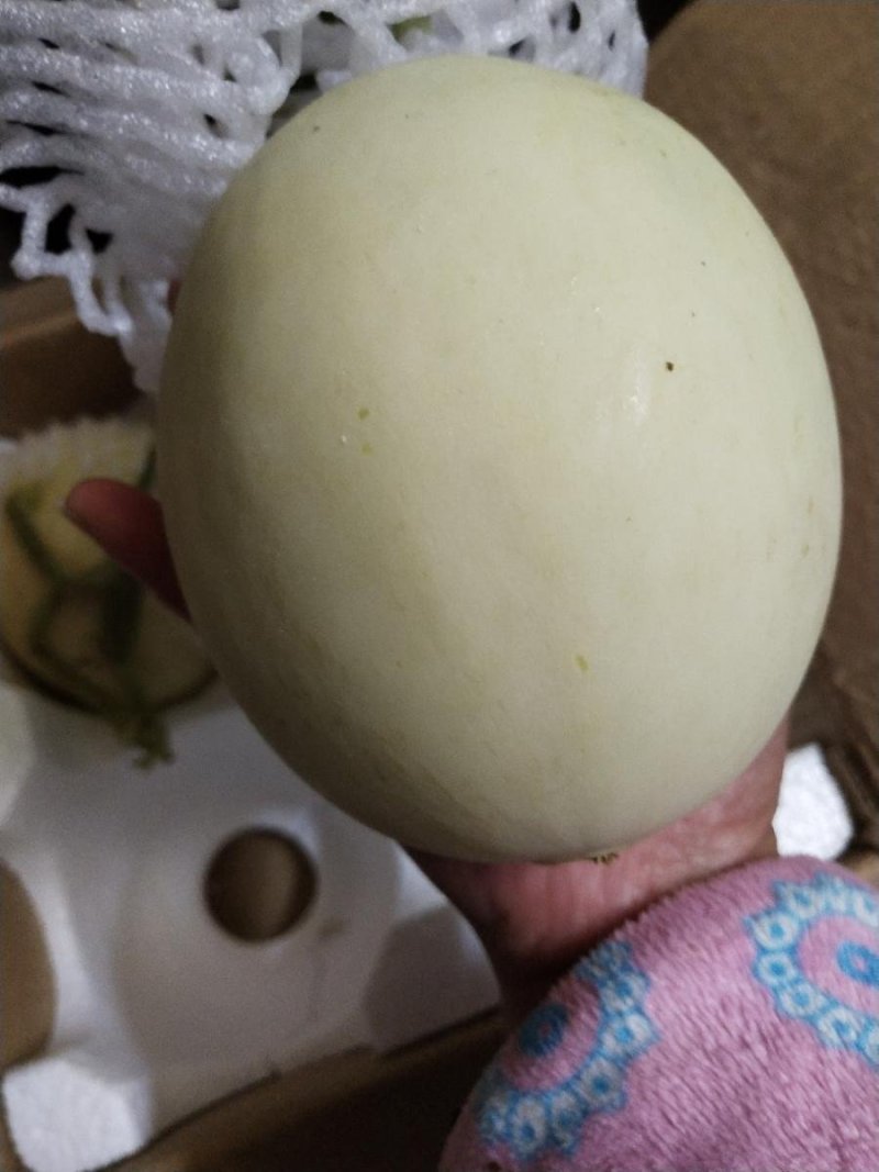 阎良甜瓜五斤装