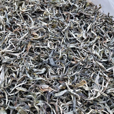 西双版纳布朗山原生态茶叶