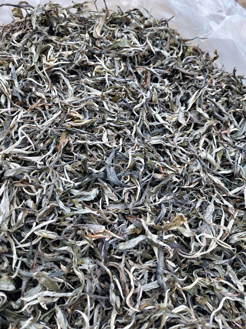 西双版纳布朗山原生态茶叶