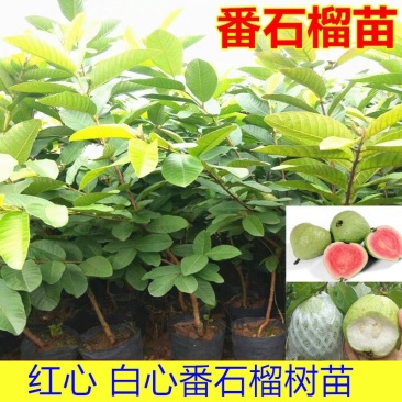番石榴苗红心西瓜芭乐树苗南北方可种