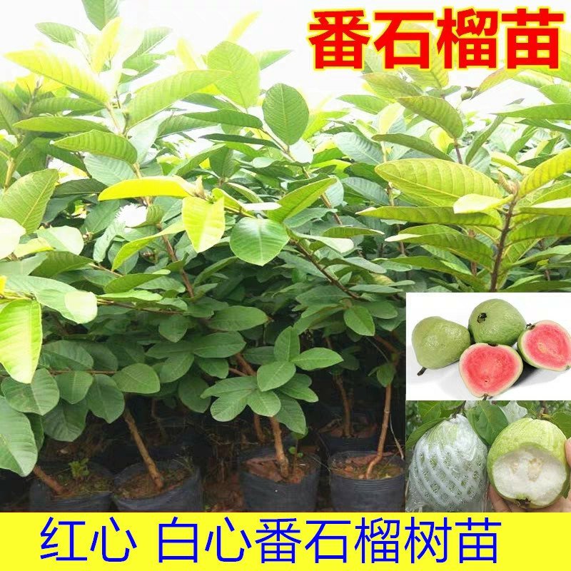 番石榴苗红心西瓜芭乐树苗南北方可种