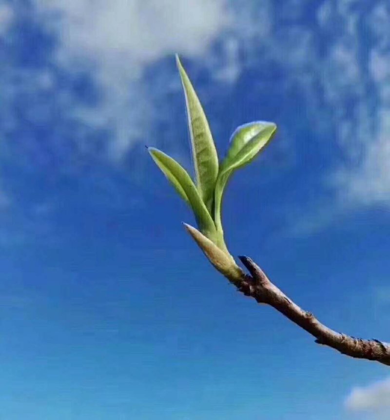西双版纳布朗山原生态茶叶