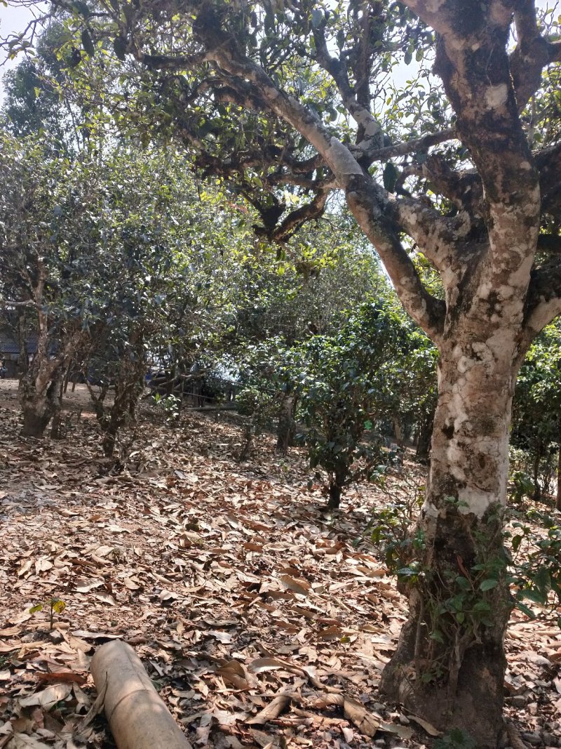 西双版纳布朗山原生态茶叶