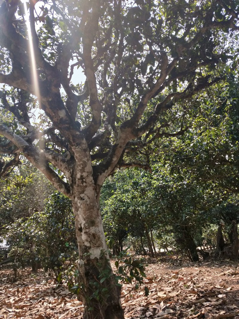 西双版纳布朗山原生态茶叶