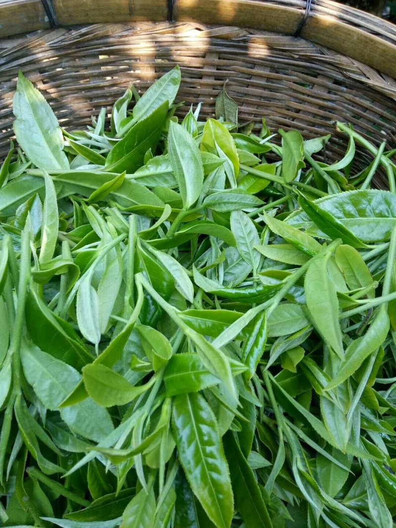 西双版纳布朗山原生态茶叶