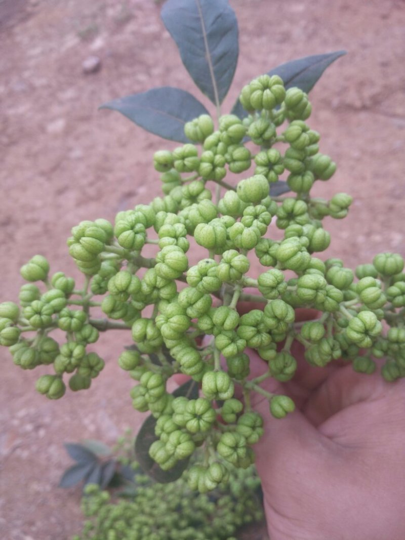 吴茱萸