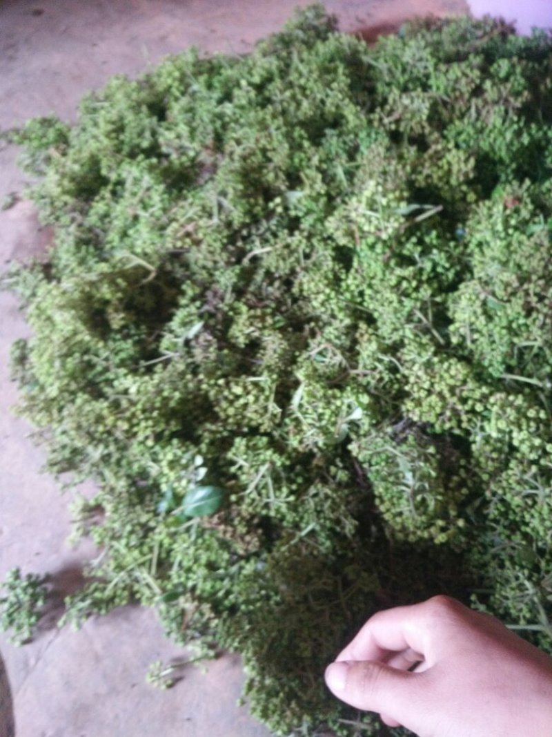 吴茱萸
