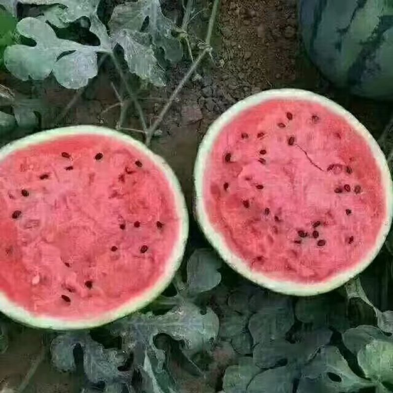 甜王西瓜
