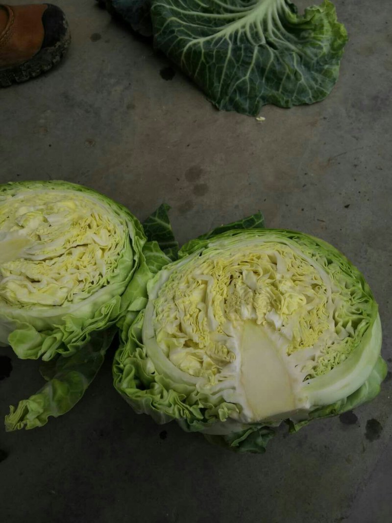 包菜8398