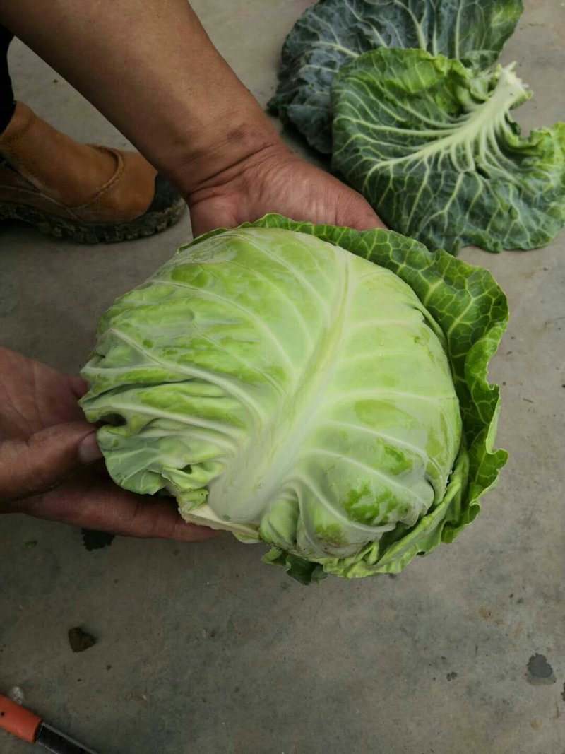包菜8398