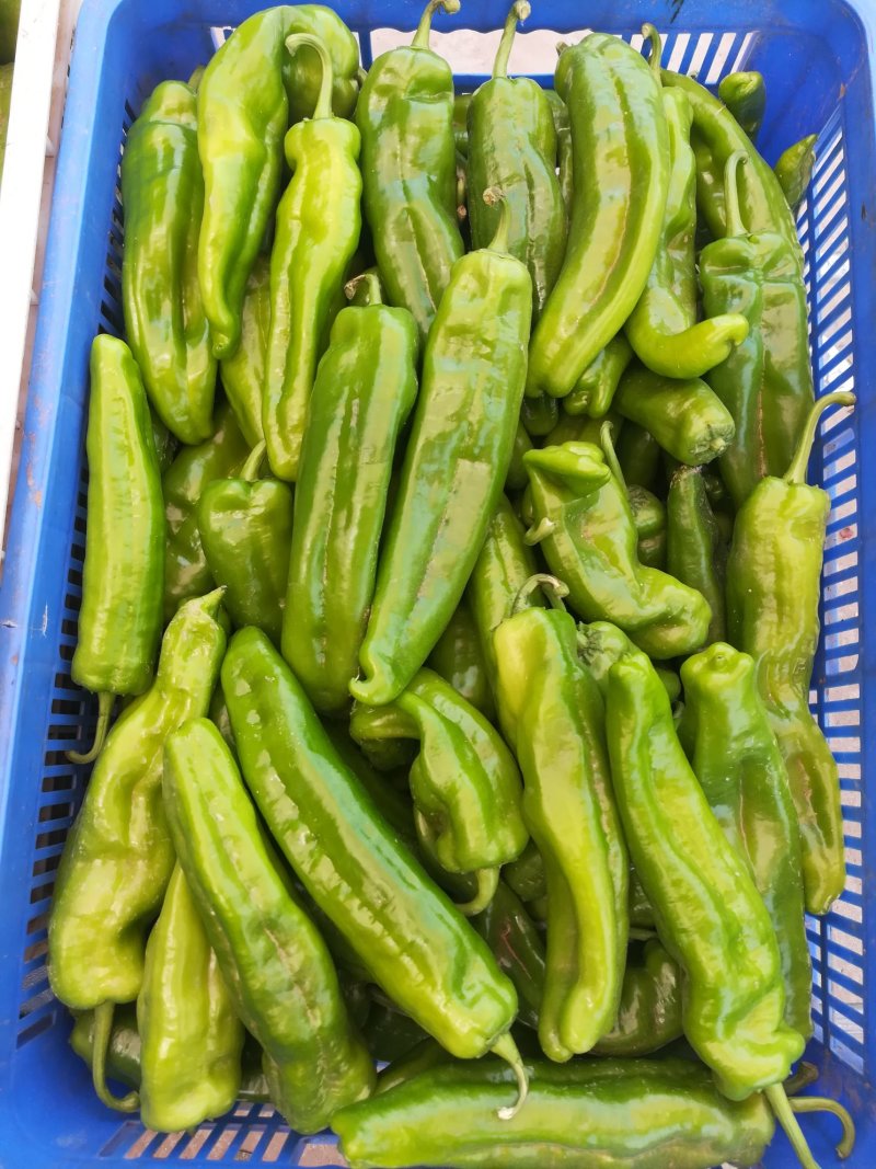 鲜辣椒线椒黄皮尖椒泡椒黑皮椒