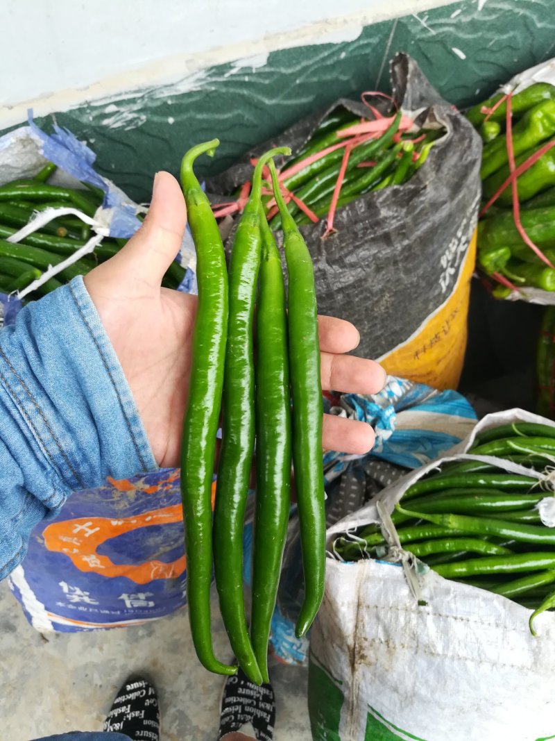 鲜辣椒线椒黄皮尖椒泡椒黑皮椒