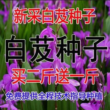 白芨种子白芨净子发芽率95%货到付款免费提供技术
