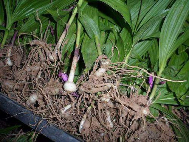 白芨种子白芨净子发芽率95%货到付款免费提供技术