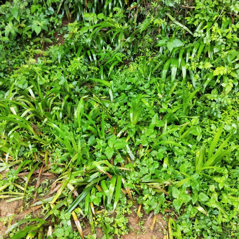 鸢尾扁竹兰