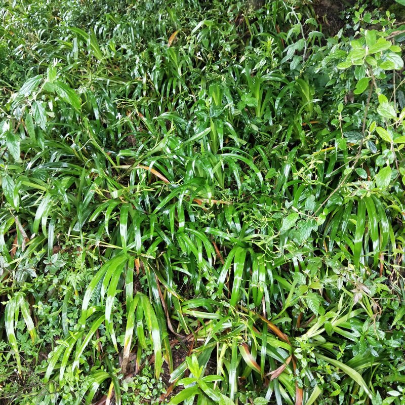 鸢尾扁竹兰