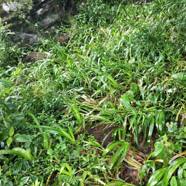 鸢尾扁竹兰