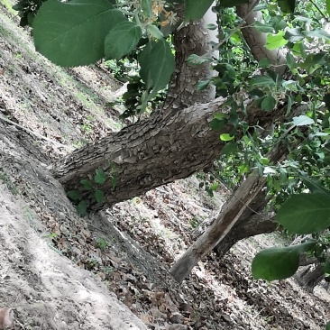 新疆阿克苏冰糖心苹果园转让