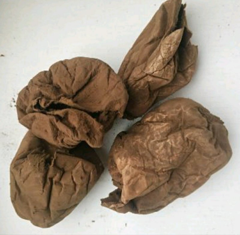 马勃药用马勃牛屎菇马蹄包药包子马屁泡