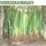 8年苗当年结果火龙果苗种植室内阳台盆栽