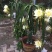 8年苗当年结果火龙果苗种植室内阳台盆栽