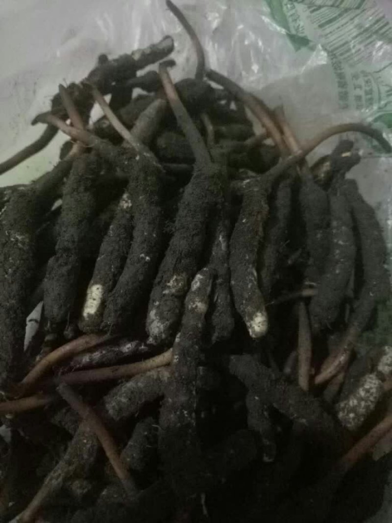 冬虫夏草