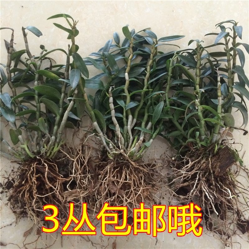 【买就送】正宗雁荡山铁皮石斛苗不少于8颗盆栽绿植多肉