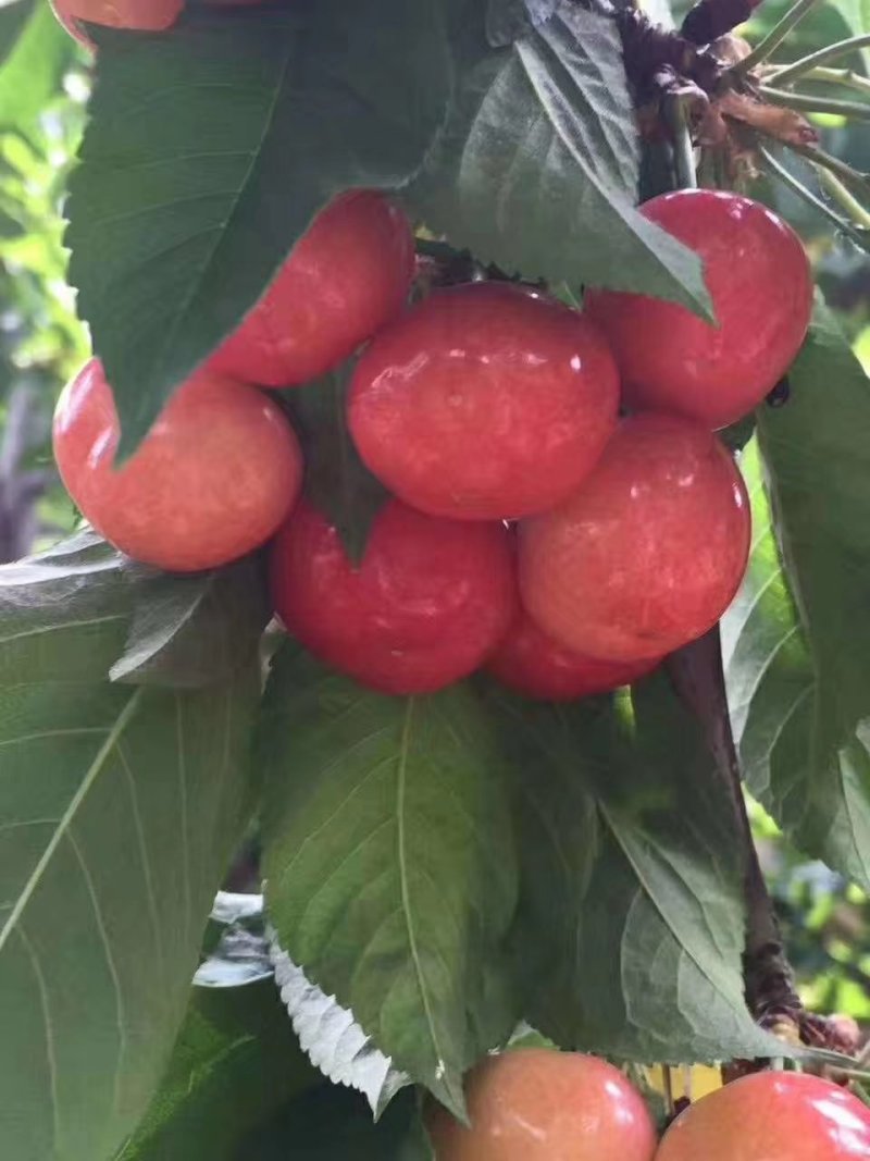 大樱桃美早，黄蜜，红灯，布鲁克斯，先锋，大量樱桃！