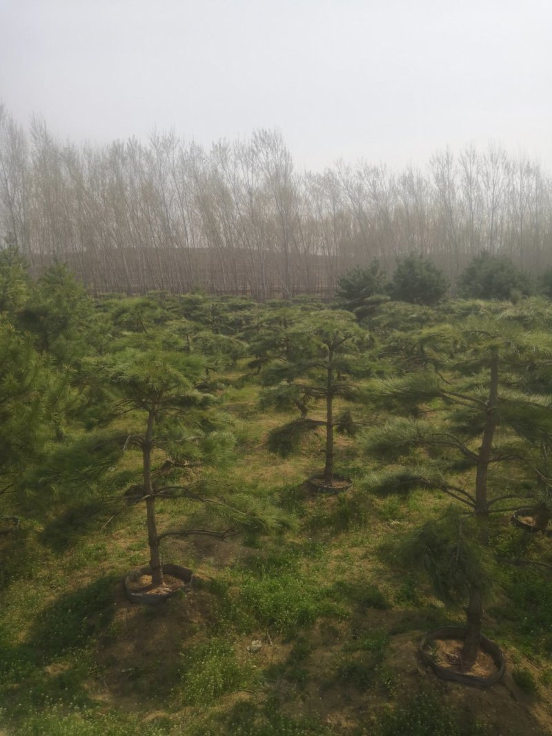 造型松