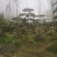 造型松