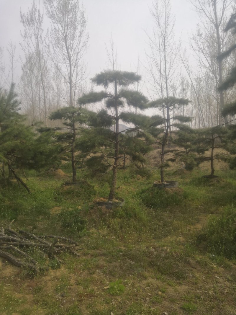 造型松