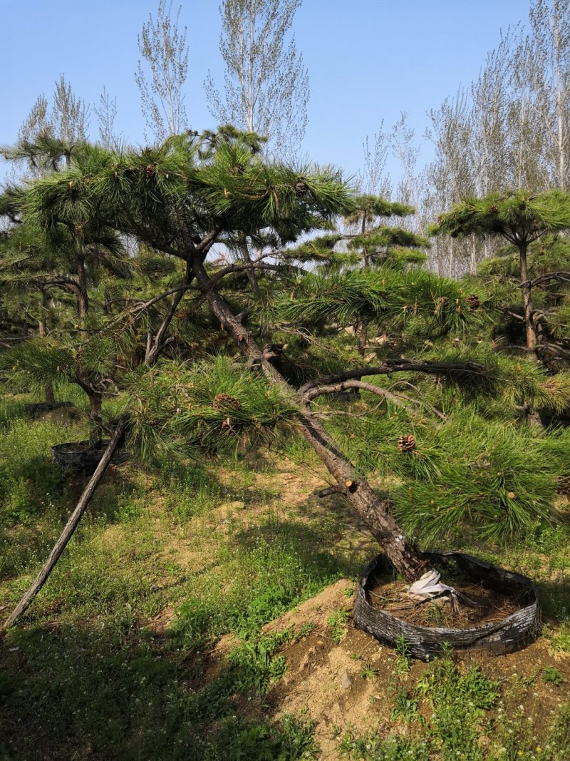 造型松