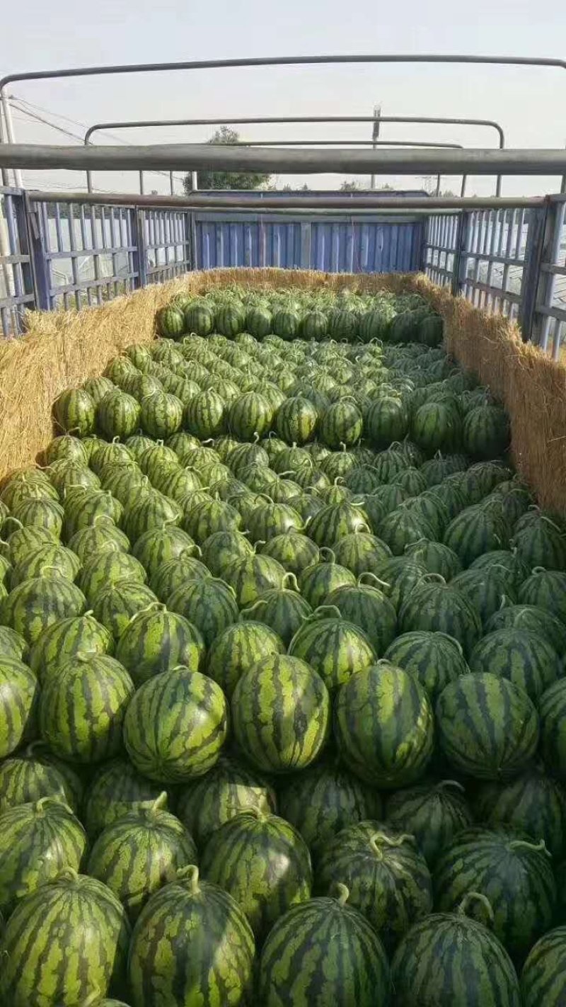 甜王系列大量上市！10斤以上！