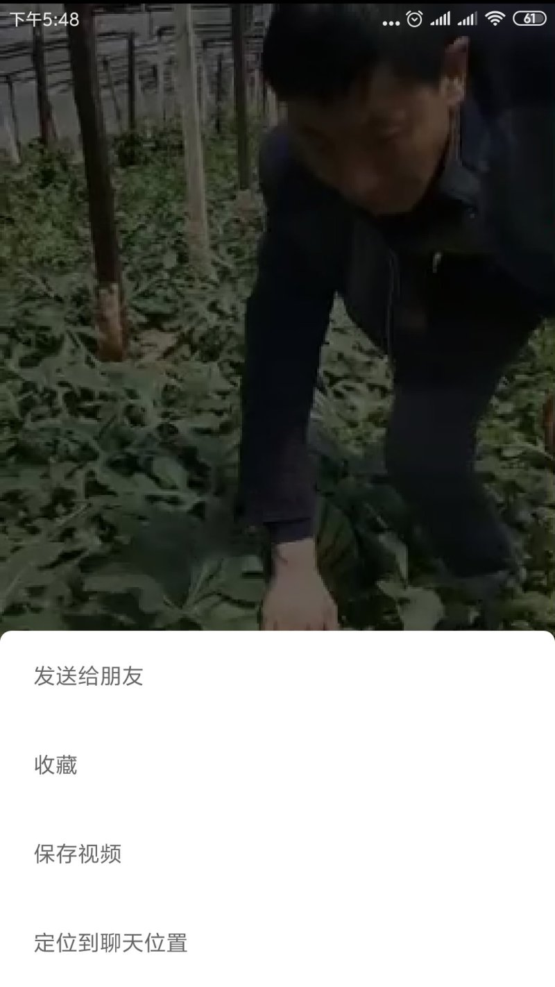 甜王系列大量上市！10斤以上！