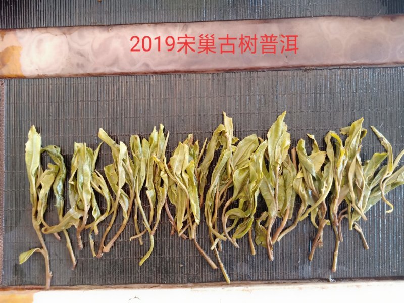 冰岛南迫2019年古树头春