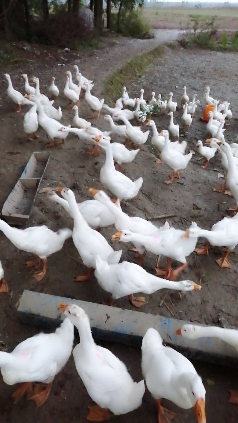 肉鹅