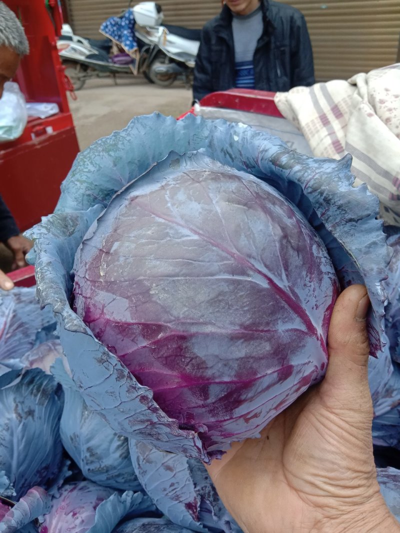 比久紫甘蓝正在上市中有需要的客户前来采购