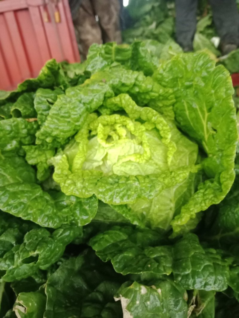 优选山东黄心大白菜开园上市产地直销欢迎选购量大从优
