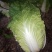 优选山东黄心大白菜开园上市产地直销欢迎选购量大从优