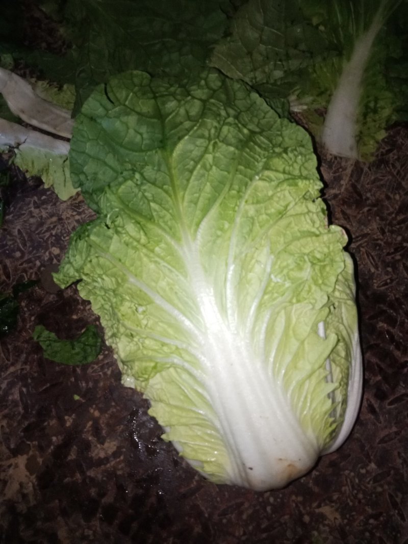 优选山东黄心大白菜开园上市产地直销欢迎选购量大从优
