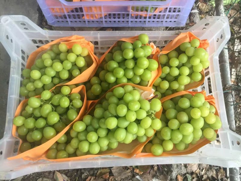 葡萄包装袋阳光玫瑰包装袋葡萄套袋