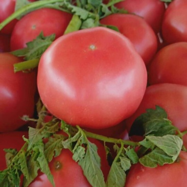 西红柿🍅大量现货，