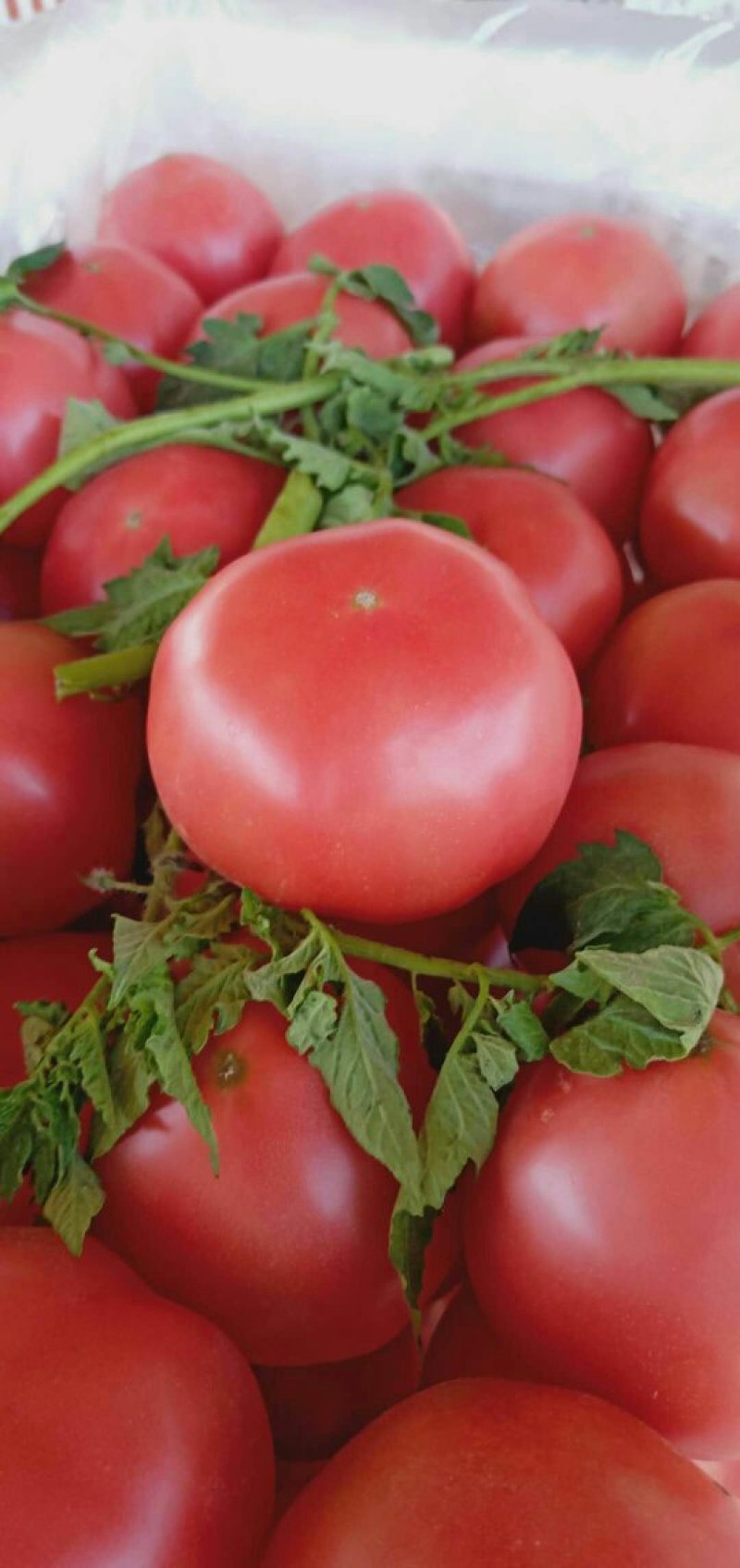 西红柿🍅大量现货，