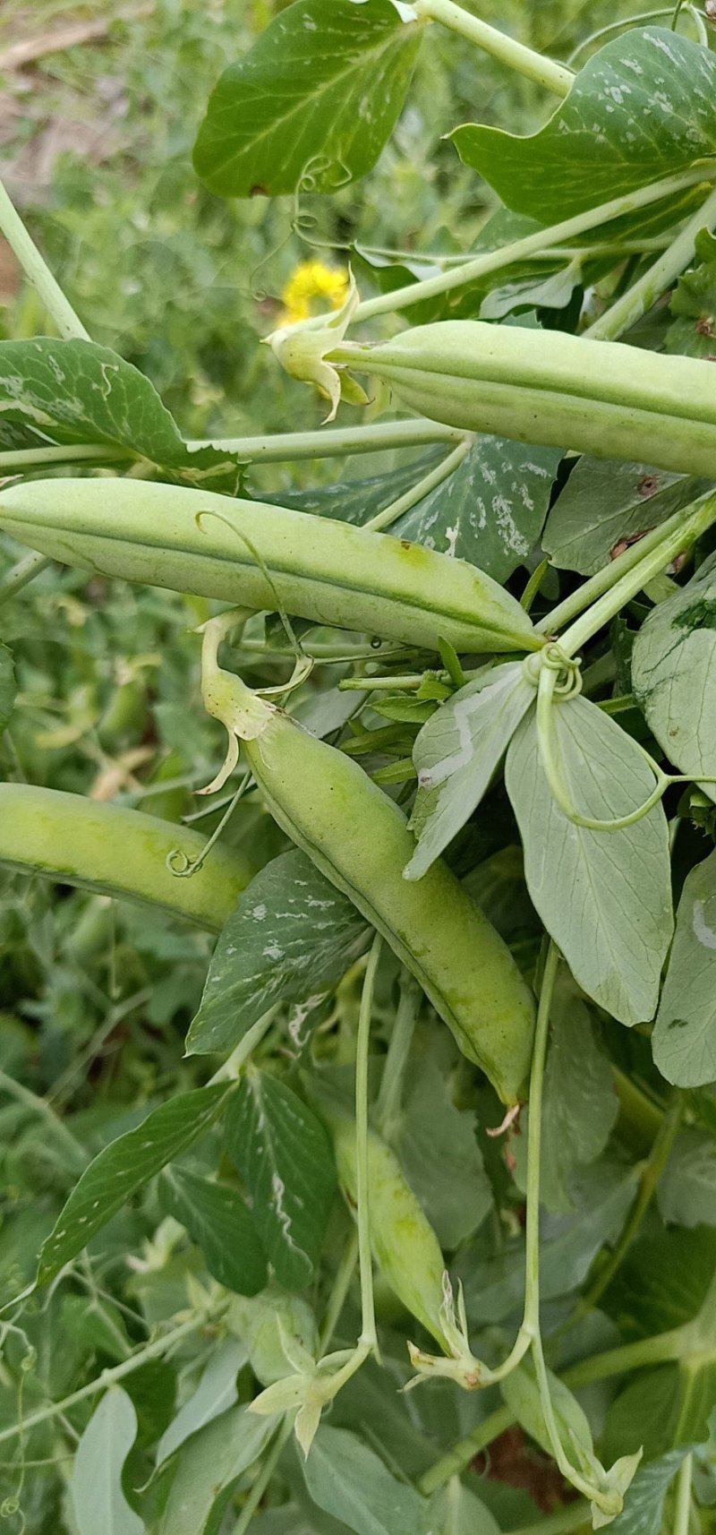 专业搬运，豌豆荚，荚长，饱满，无斑！无烂角！一手货源！