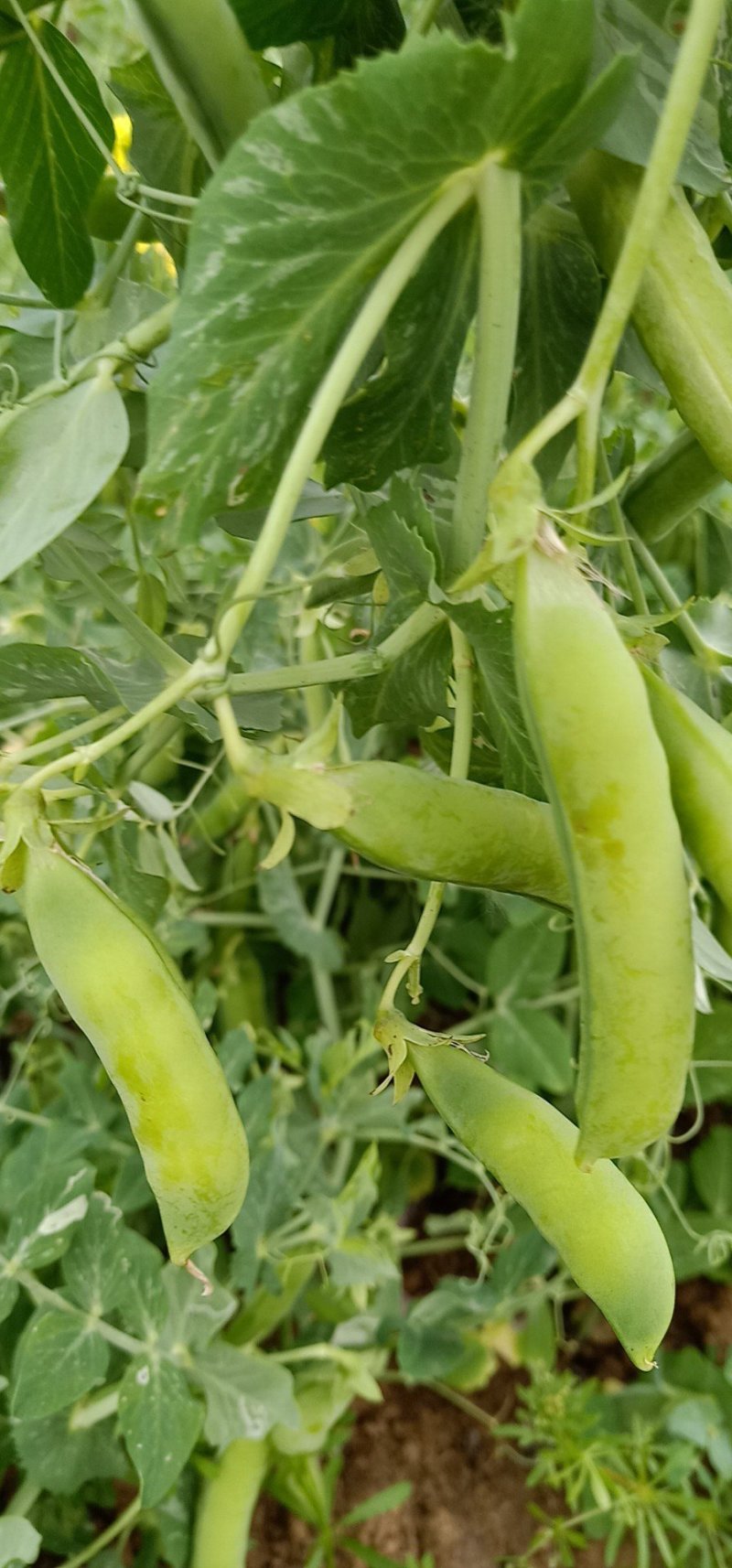 专业搬运，豌豆荚，荚长，饱满，无斑！无烂角！一手货源！