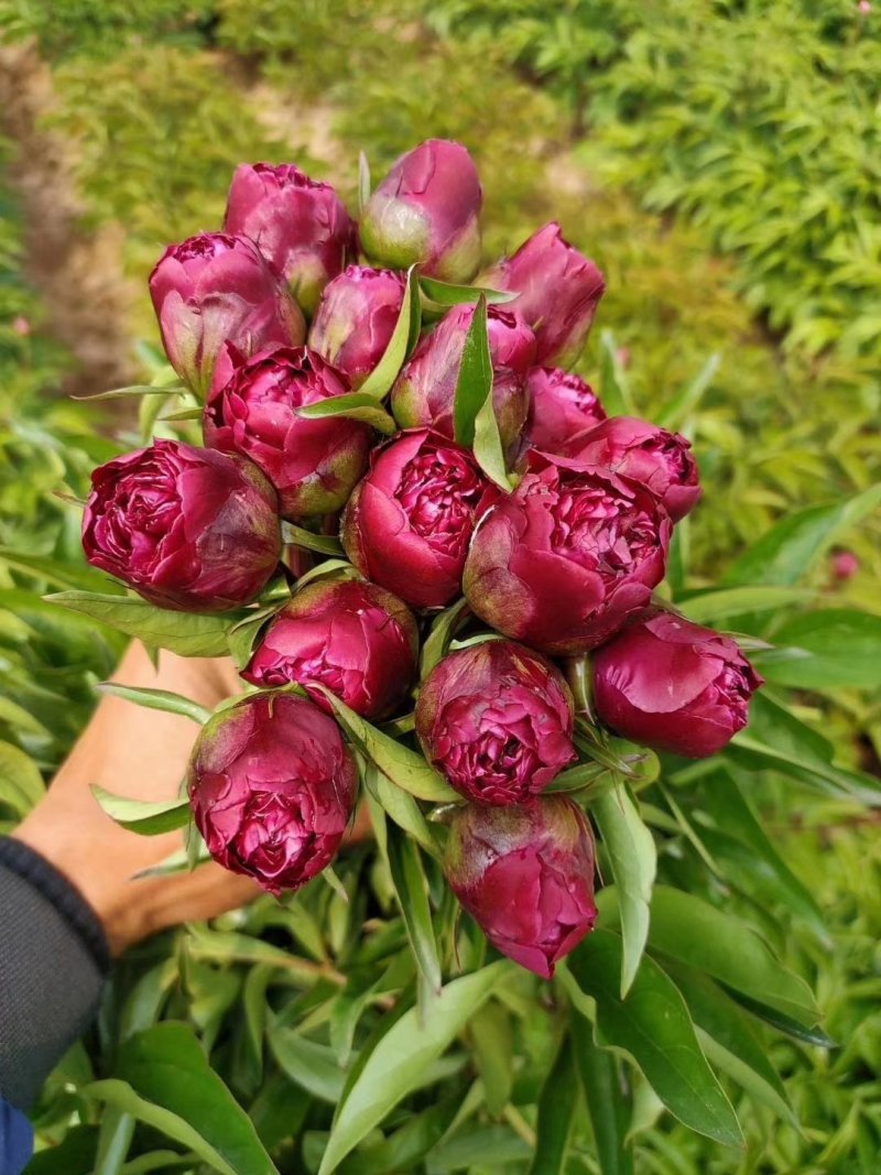 芍药鲜花切花芍药牡丹基地出售芍药花芍药苗