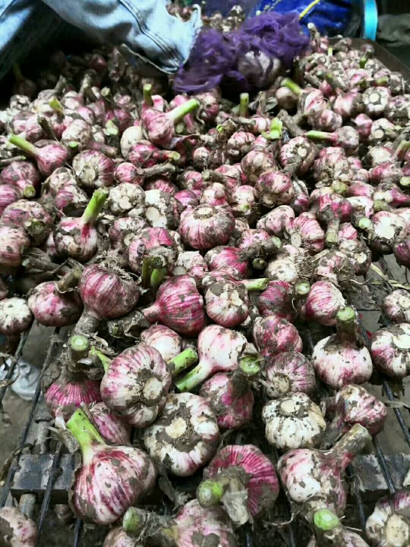 精品：新鲜大蒜产地直发全国发货保质保量货源充足