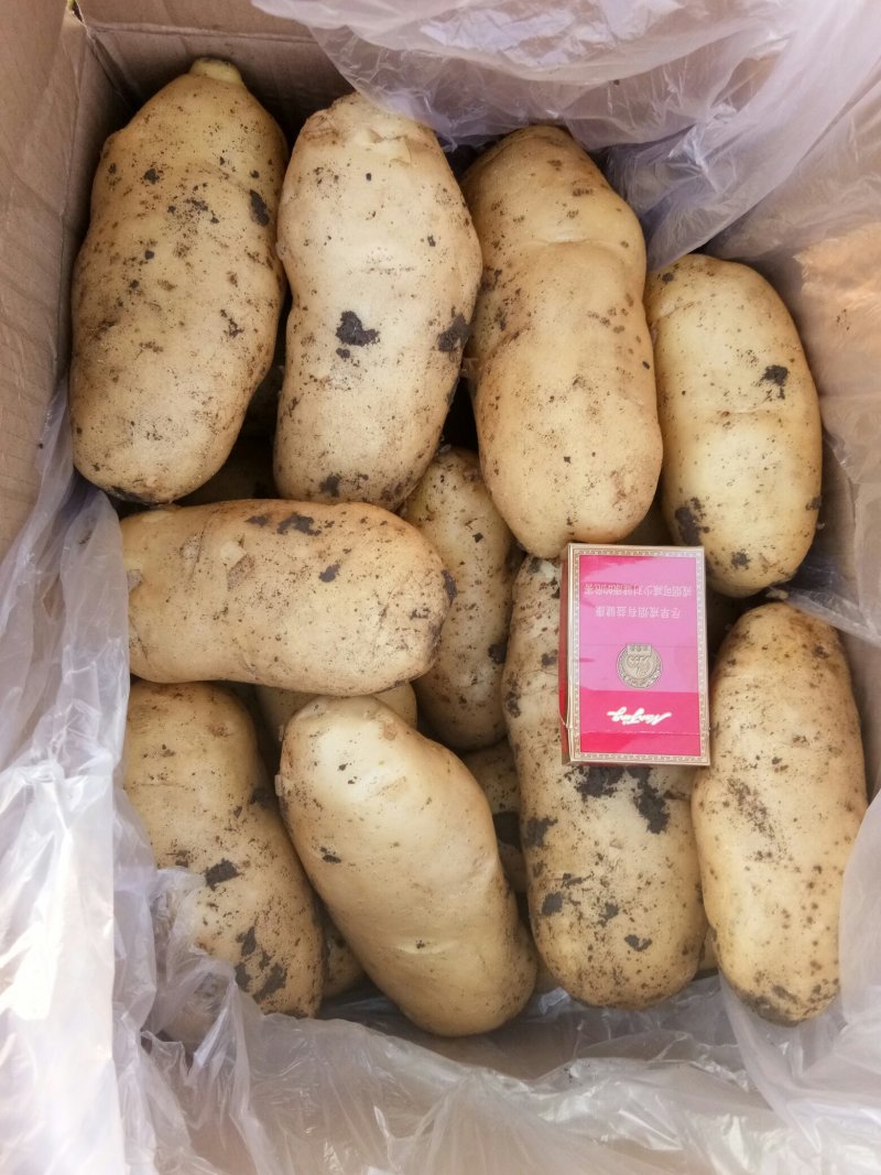 荷兰十五土豆，大棚土豆，产地直销大量供应