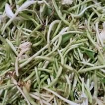 金银花
